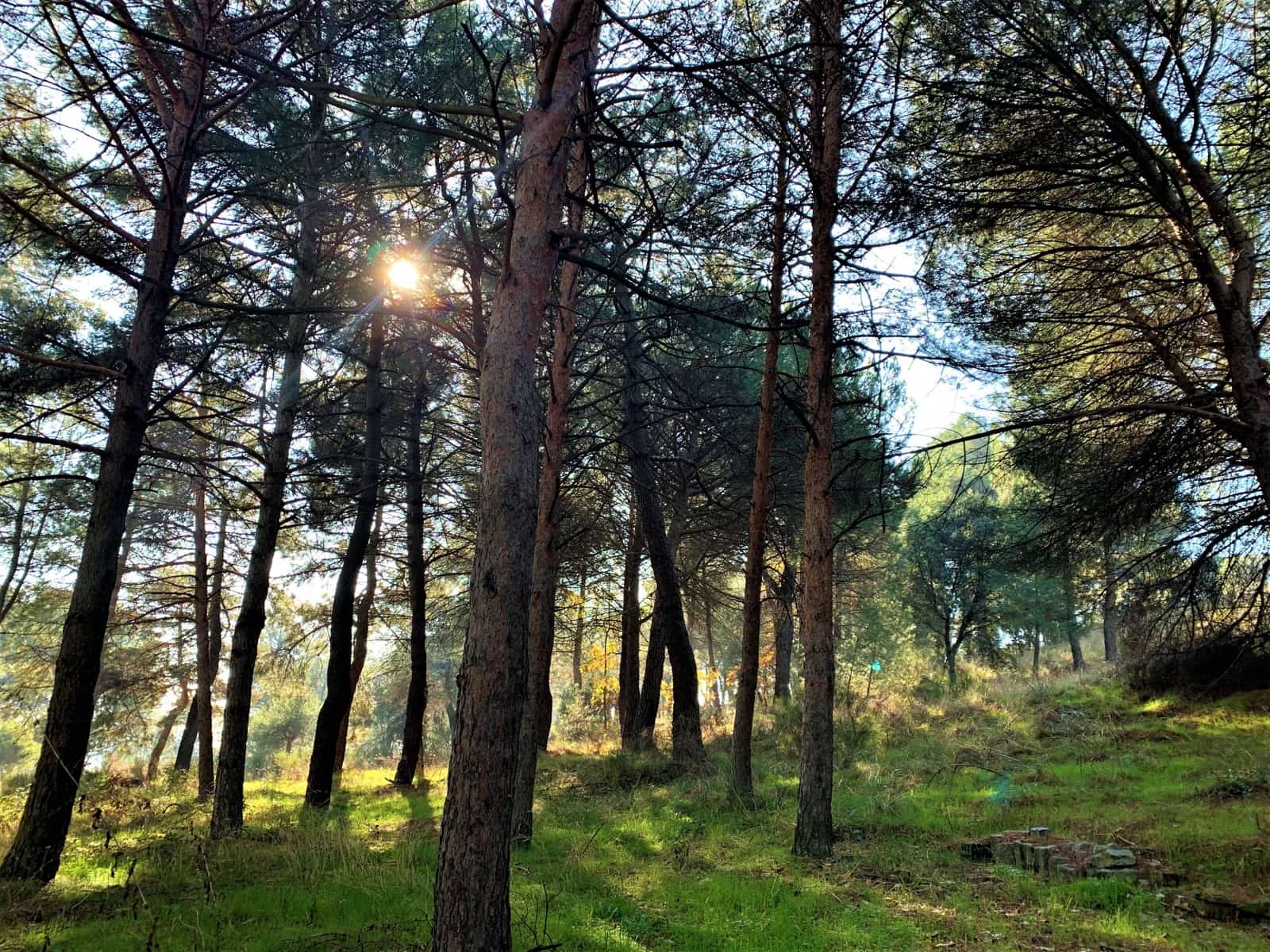 14 bedroom Finca/Country House for sale in Guadarrama with pool garage - € 3,500,000 (Ref: 7264606)