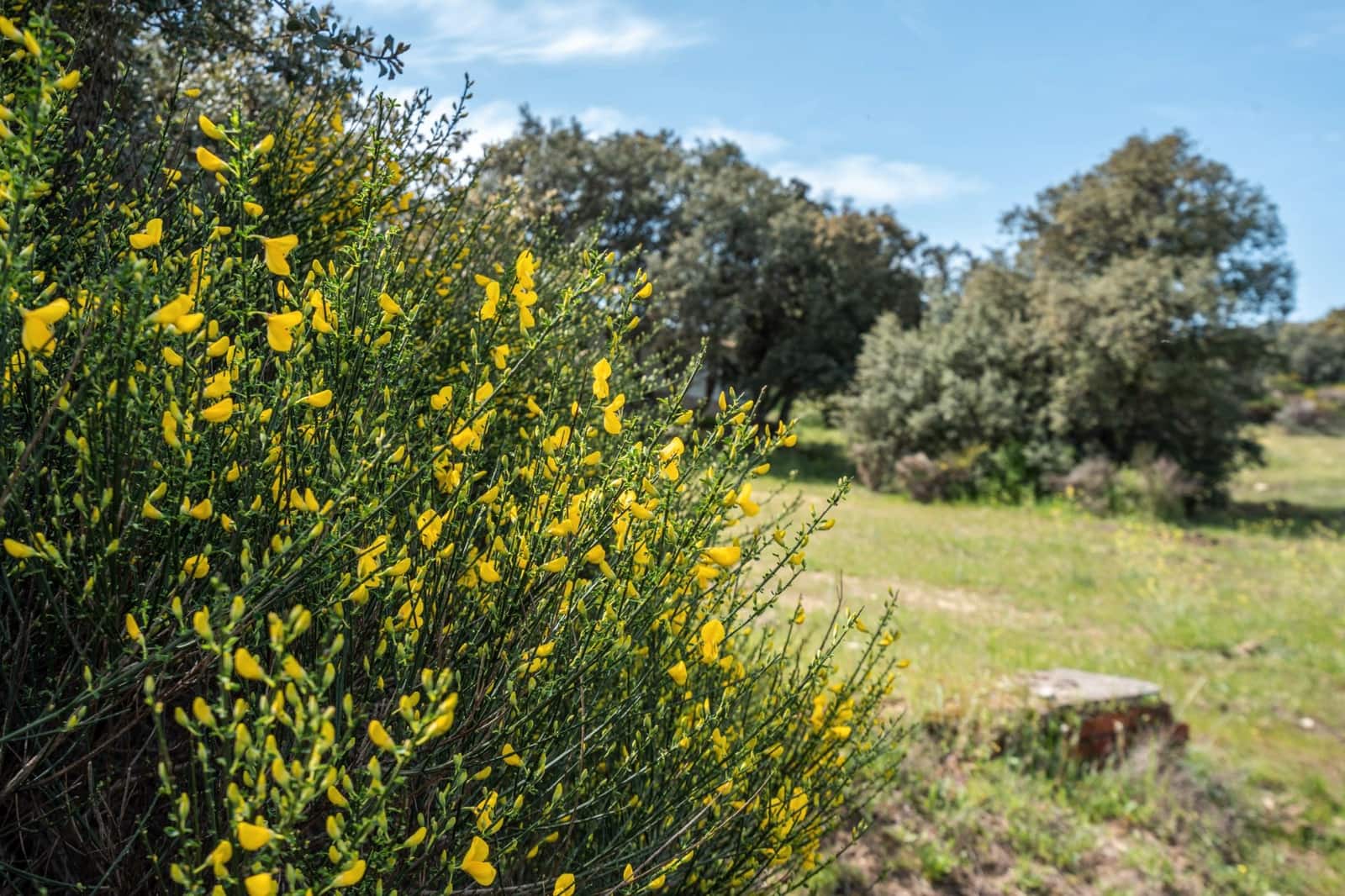 4 bedroom Finca/Country House for sale in Almorox - € 600,000 (Ref: 8942307)