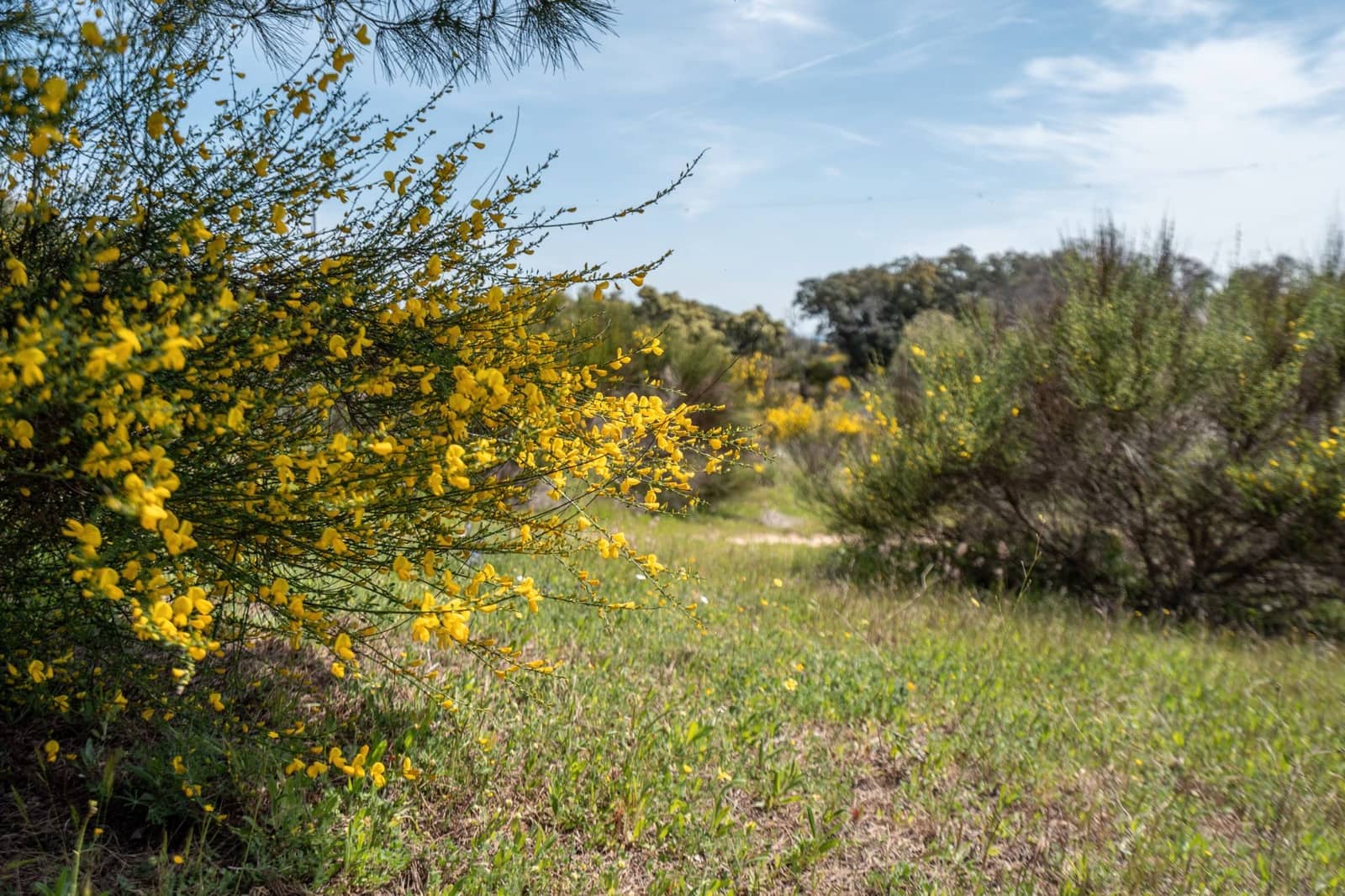 4 bedroom Finca/Country House for sale in Almorox - € 600,000 (Ref: 8942307)