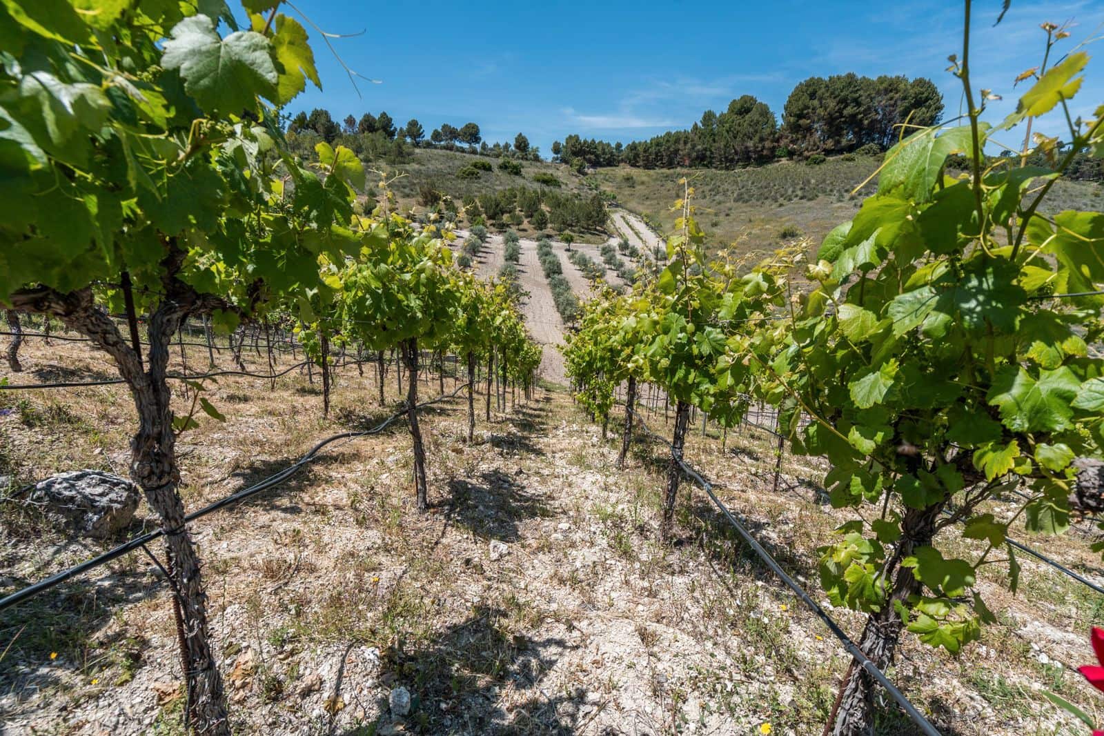 3 soveværelse Finca/Landehus til salg i Chinchon - € 975.000 (Ref: 9016692)