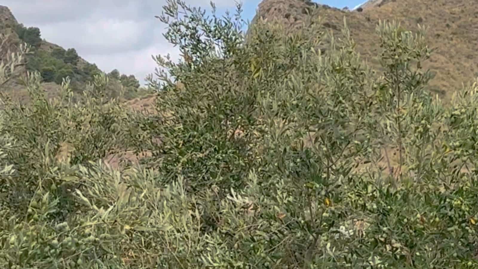 Finca/Casa di Campagna da affittare in Aguilas - 4.500 € (Rif: 9614447)