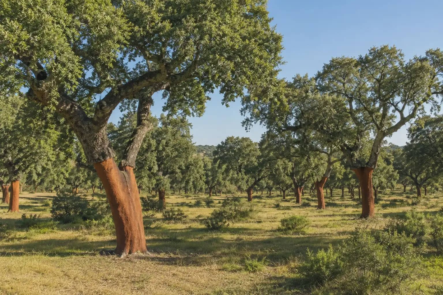 Finca/Landhuis te koop in Almaden - € 29.000.000 (Ref: 9971506)