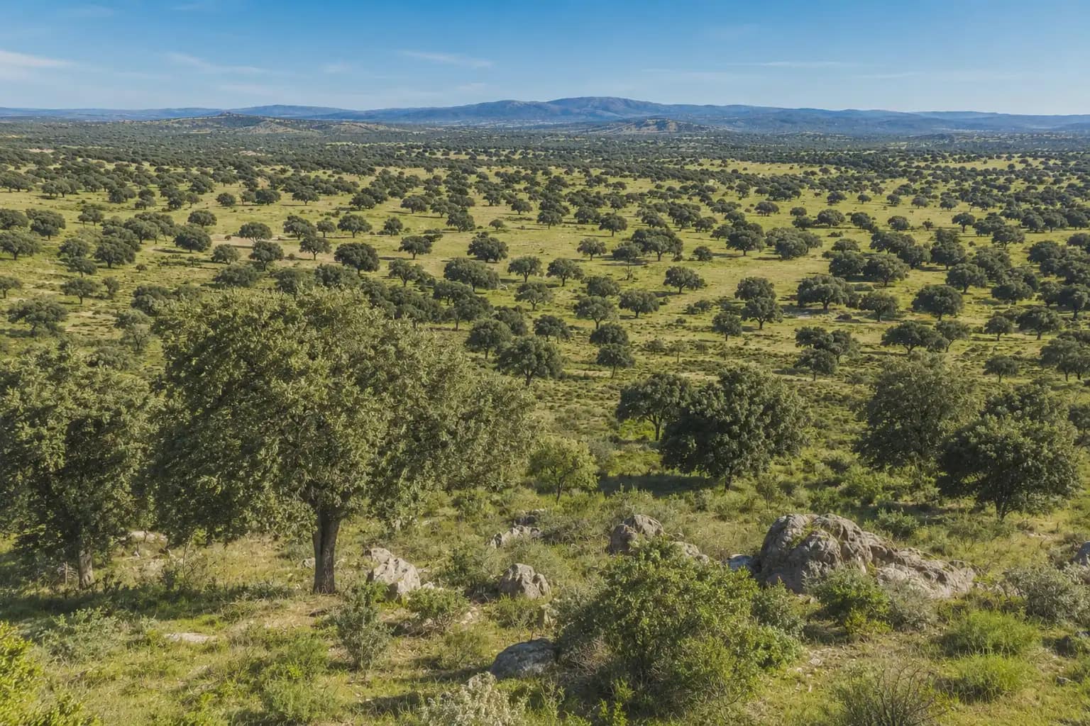 Finca/Landhuis te koop in Almaden - € 29.000.000 (Ref: 9971506)