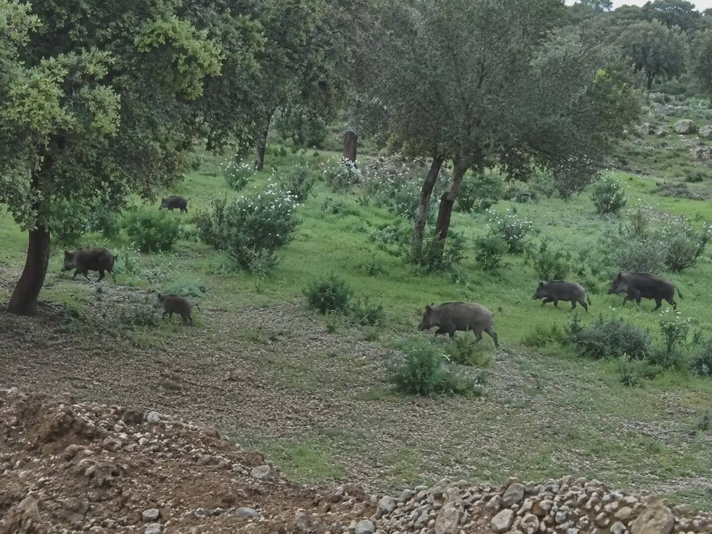 Finca/Landhuis te koop in Almaden - € 29.000.000 (Ref: 9971506)