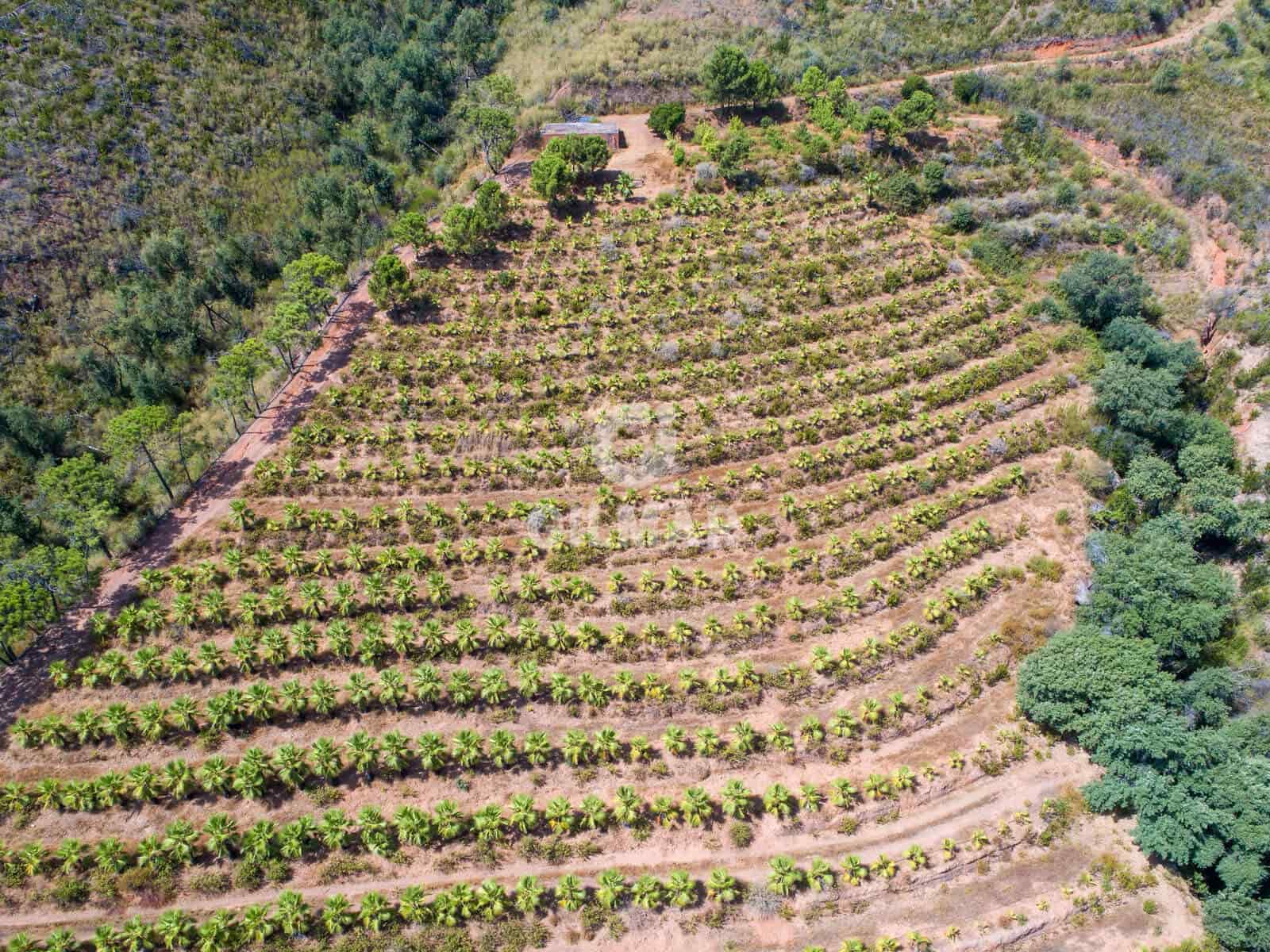 Teren niezagospodarowany na sprzedaż w Estepona - 2 500 000 € (Ref: 9205884)