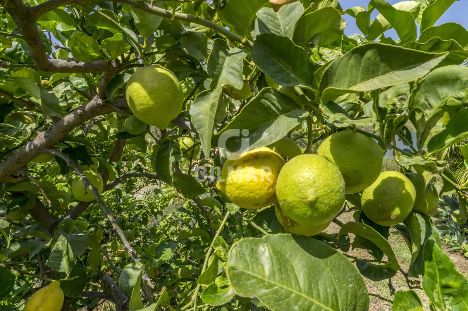 5 sovrum Villa till salu i Benahavis med pool - 2 100 000 € (Ref: 9205997)