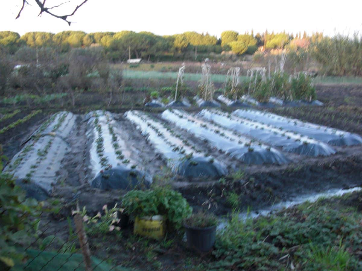 Finca/Casa Rural en Vejer de la Frontera en venta - 425.000 € (Ref: 8207563)