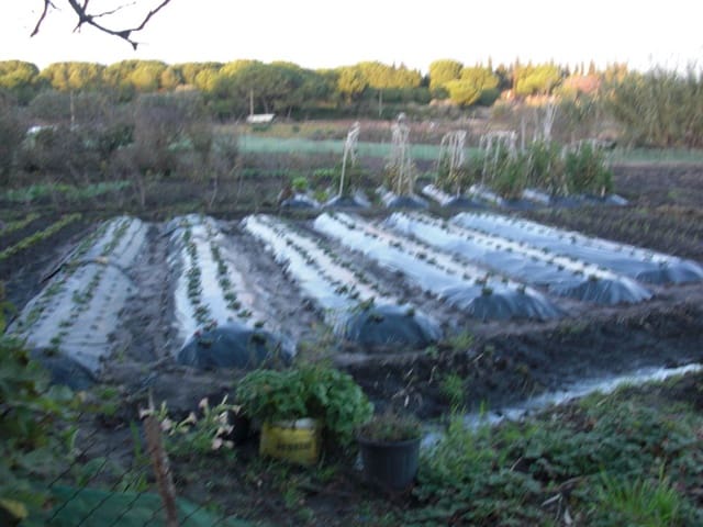 Finca/Casa Rural en Vejer de la Frontera en venta - 425.000 € (Ref: 8207563)