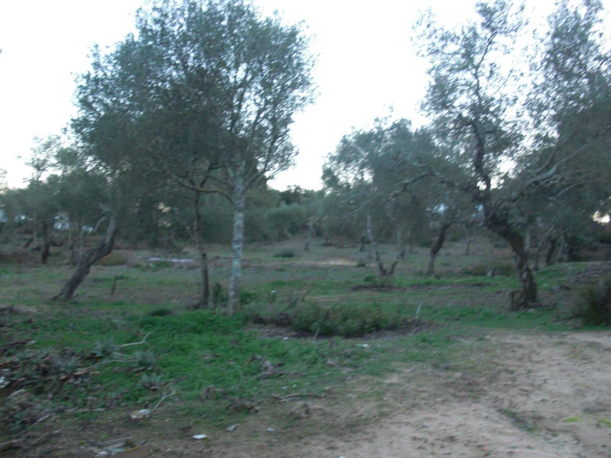 Finca/Casa Rural en Vejer de la Frontera en venta - 425.000 € (Ref: 8207563)