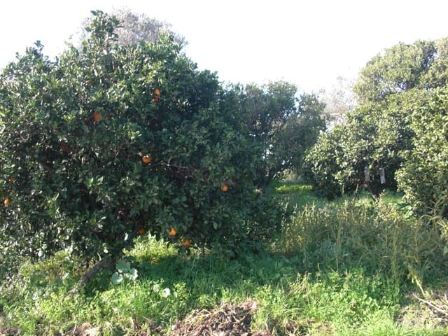 Finca/Country House for sale in Vejer de la Frontera - € 350,000 (Ref: 8207564)