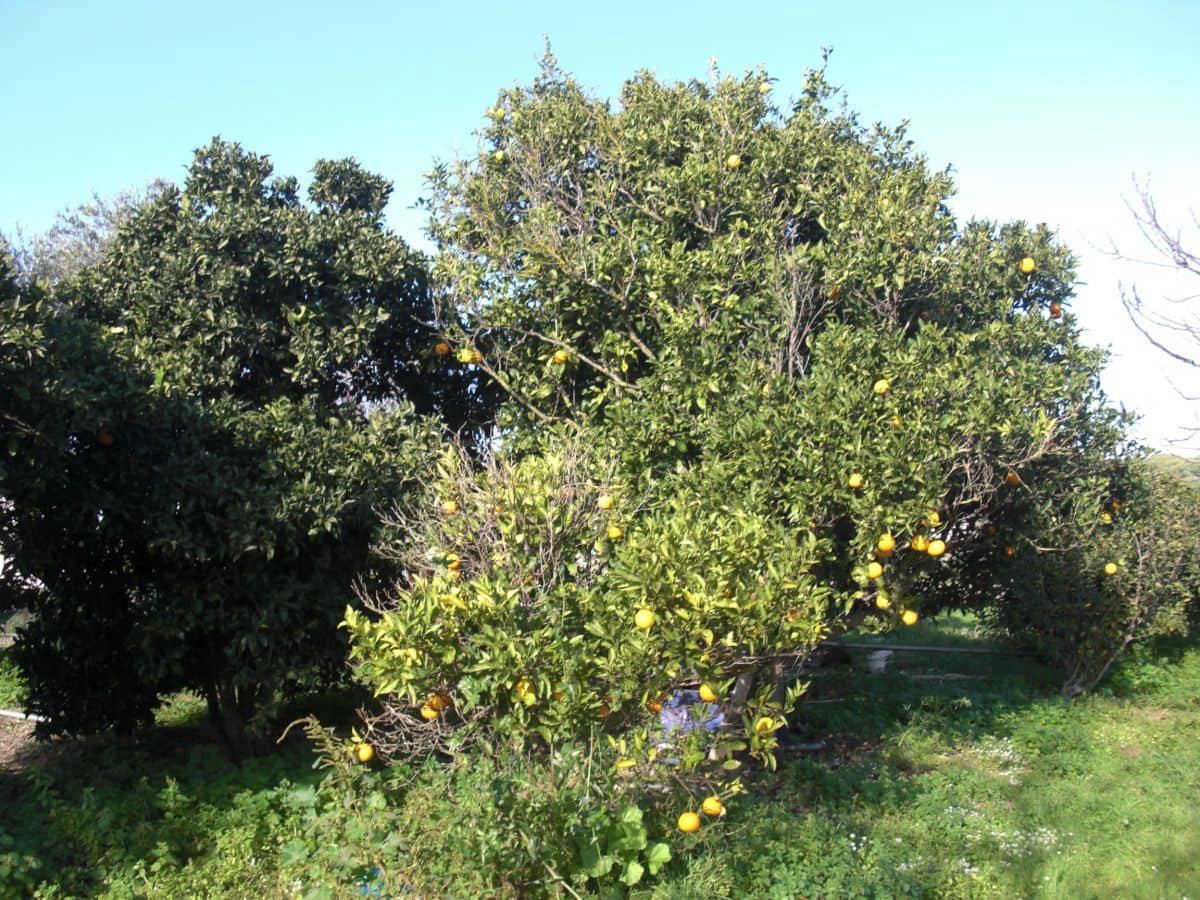 Finca/Country House for sale in Vejer de la Frontera - € 350,000 (Ref: 8207564)