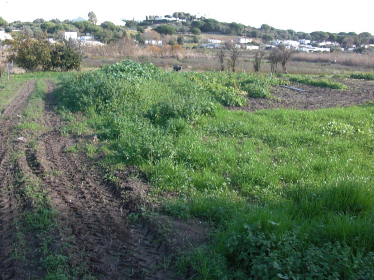 Finca/Country House for sale in Vejer de la Frontera - € 350,000 (Ref: 8207564)