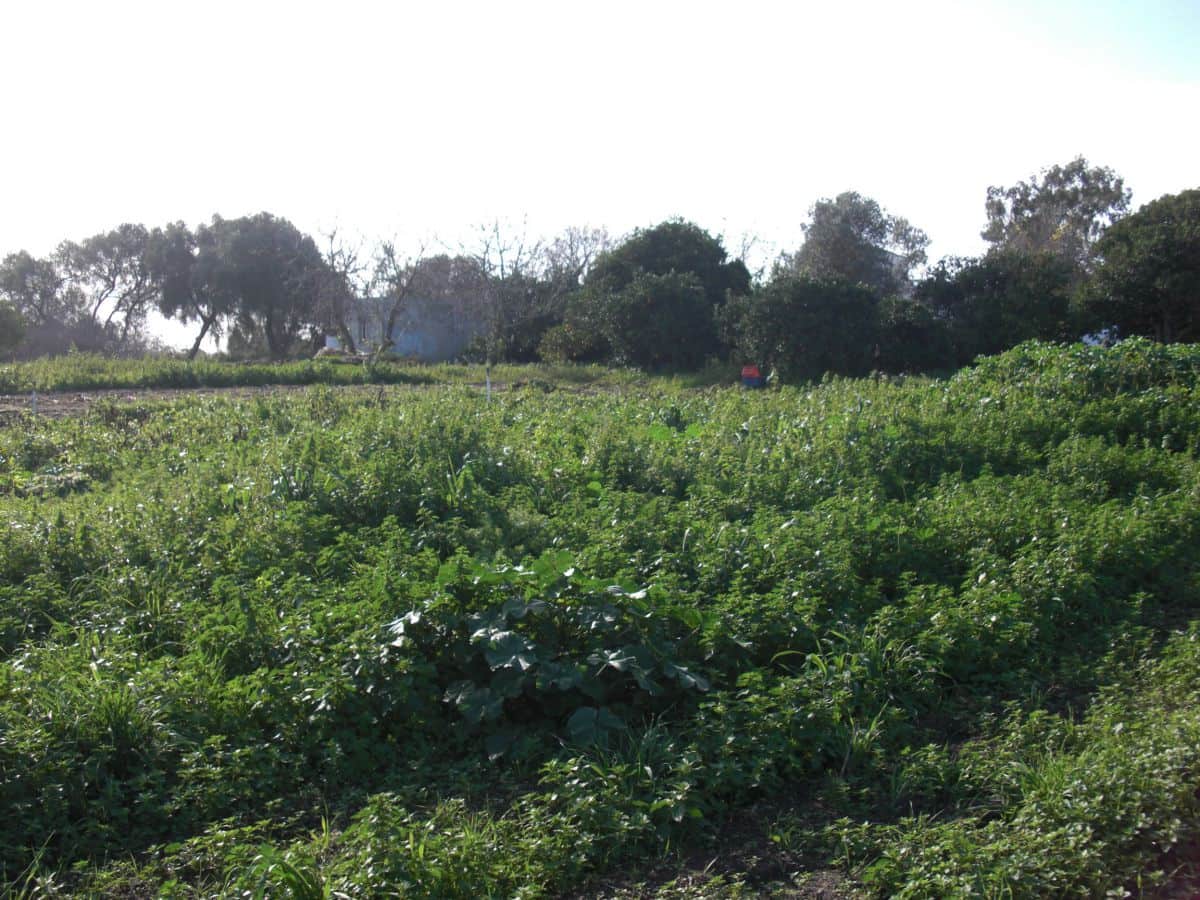 Finca/Country House for sale in Vejer de la Frontera - € 350,000 (Ref: 8207564)