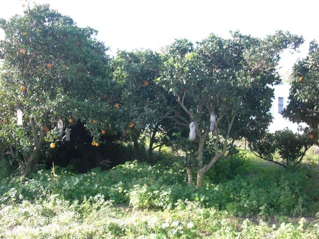 Finca/Country House for sale in Vejer de la Frontera - € 350,000 (Ref: 8207564)
