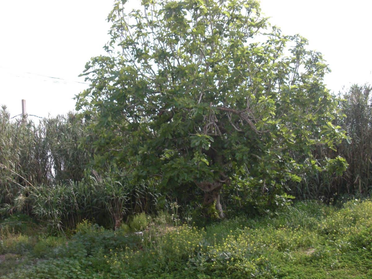 3 bedroom Townhouse for sale in Vejer de la Frontera - € 280,000 (Ref: 8207567)
