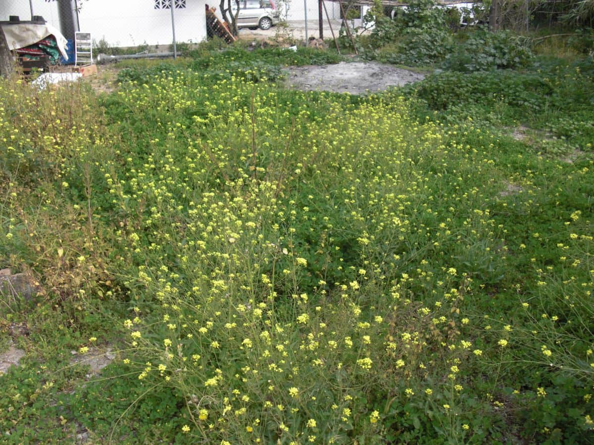3 bedroom Townhouse for sale in Vejer de la Frontera - € 280,000 (Ref: 8207567)
