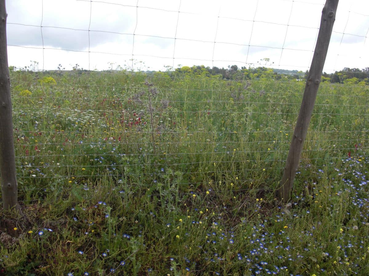 Finca/Country House for sale in Vejer de la Frontera - € 90,000 (Ref: 8207572)