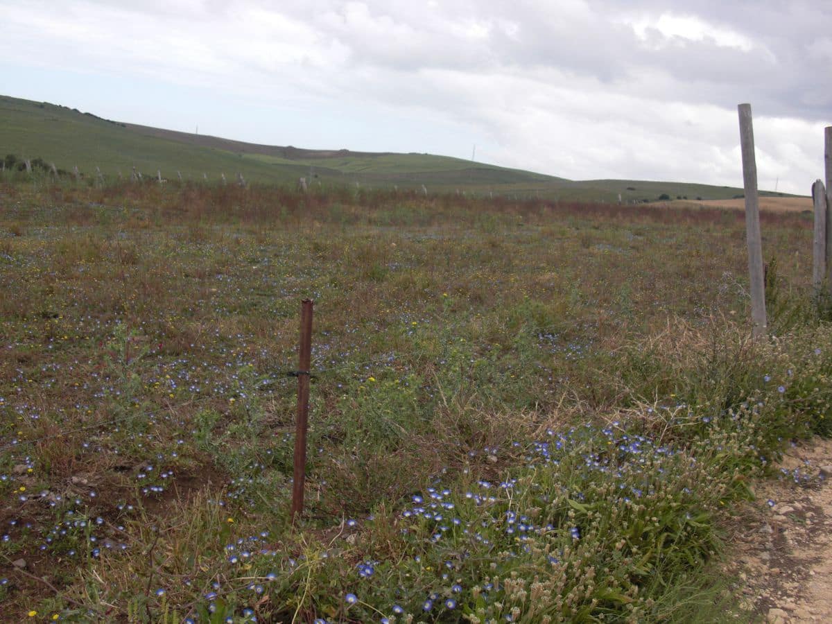 Finca/Country House for sale in Vejer de la Frontera - € 90,000 (Ref: 8207572)