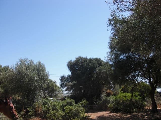 Finca/Country House for sale in Vejer de la Frontera - € 350,000 (Ref: 8207573)