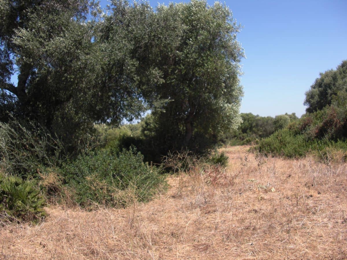 Finca/Country House for sale in Vejer de la Frontera - € 350,000 (Ref: 8207573)