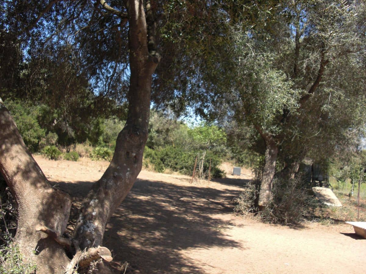 Finca/Country House for sale in Vejer de la Frontera - € 350,000 (Ref: 8207573)