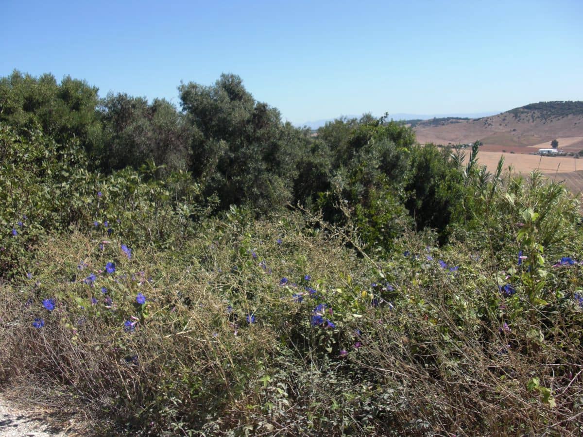 Finca/Country House for sale in Vejer de la Frontera - € 500,000 (Ref: 8207575)