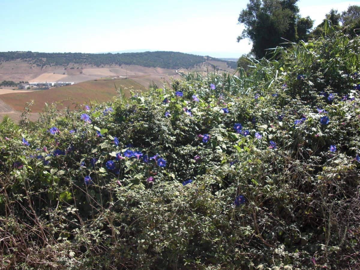Finca/Country House for sale in Vejer de la Frontera - € 500,000 (Ref: 8207575)