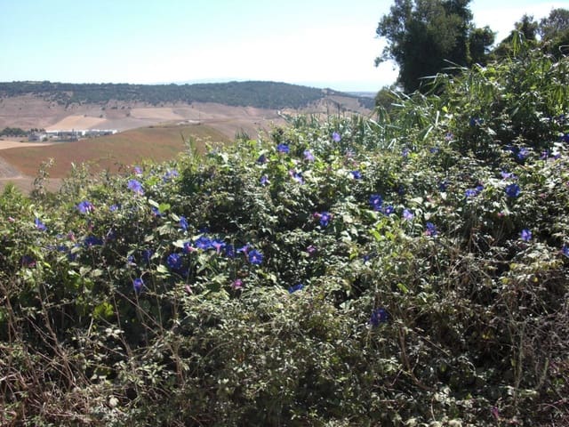 Finca/Country House for sale in Vejer de la Frontera - € 500,000 (Ref: 8207575)