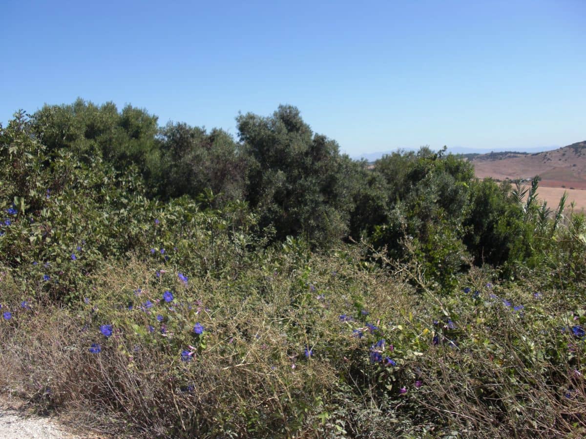 Finca/Country House for sale in Vejer de la Frontera - € 500,000 (Ref: 8207575)
