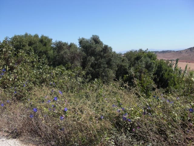 Finca/Country House for sale in Vejer de la Frontera - € 500,000 (Ref: 8207575)