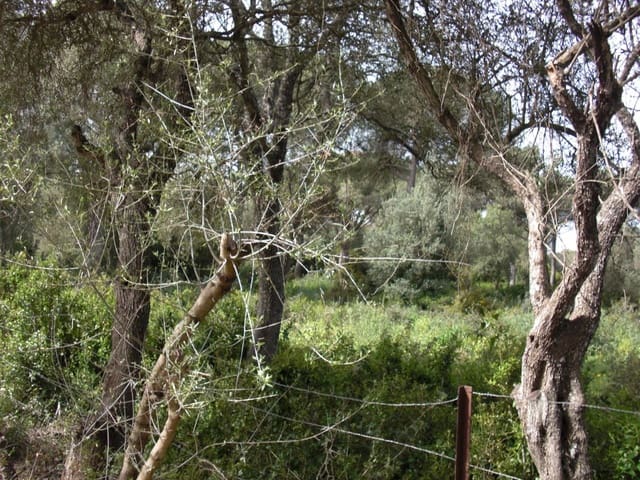 Finca/Casa Rural en Vejer de la Frontera en venta - 180.000 € (Ref: 8207588)