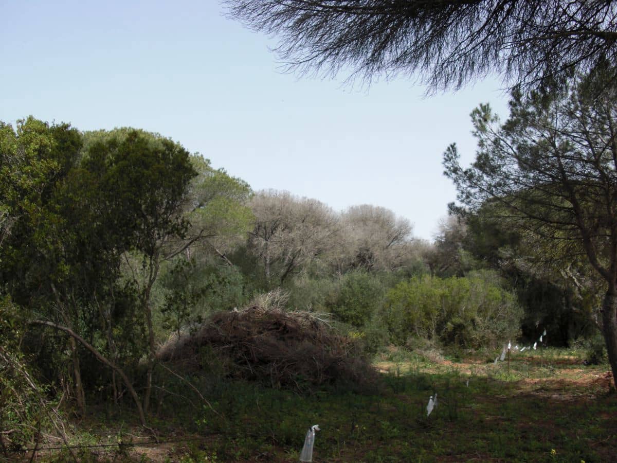 Finca/Casa Rural en Vejer de la Frontera en venta - 180.000 € (Ref: 8207588)