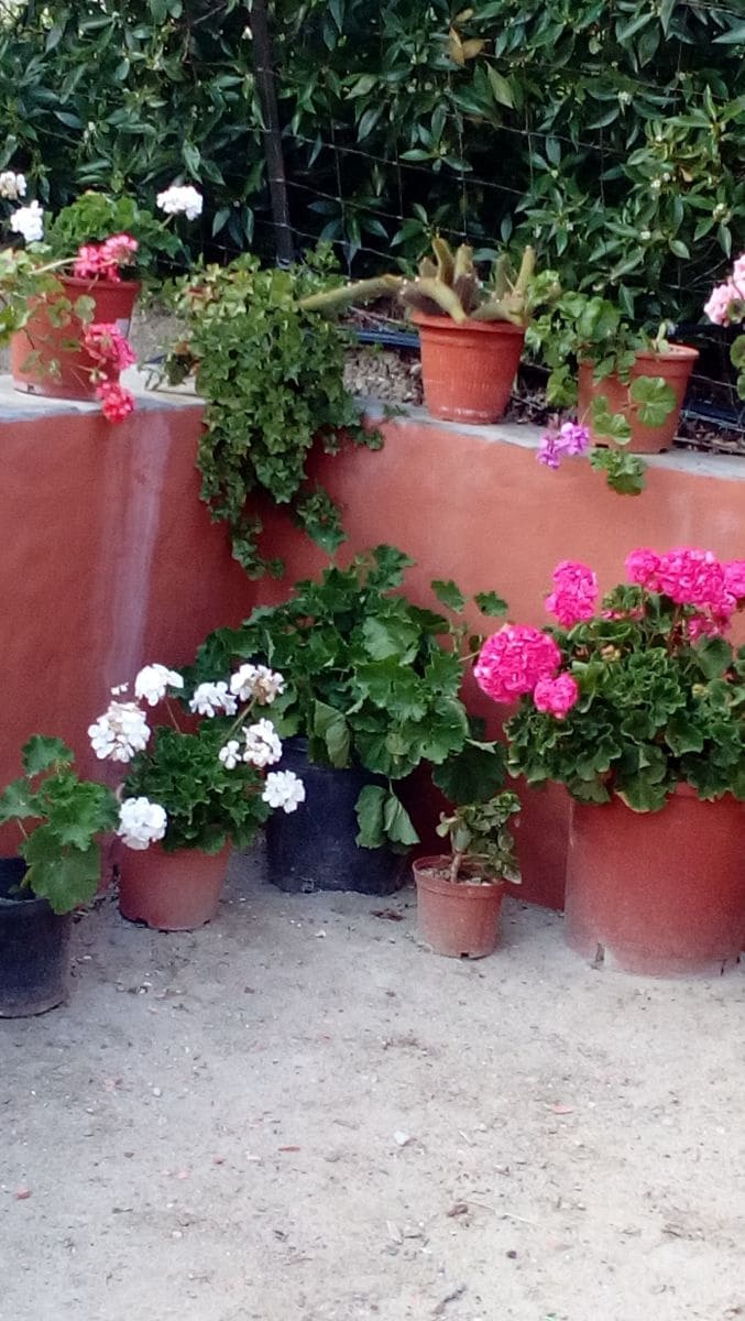 Apartamento de 2 habitaciones en Vejer de la Frontera en alquiler - 600 € (Ref: 8211198)