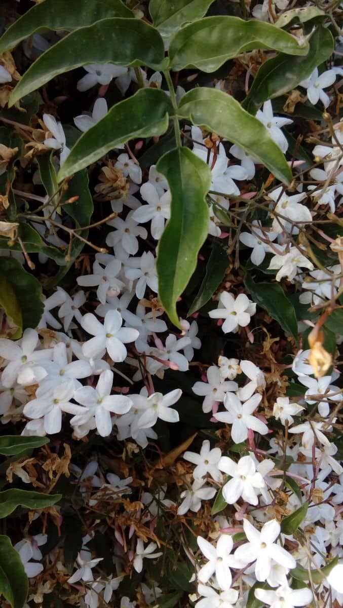 Apartamento de 2 habitaciones en Vejer de la Frontera en alquiler - 600 € (Ref: 8211198)