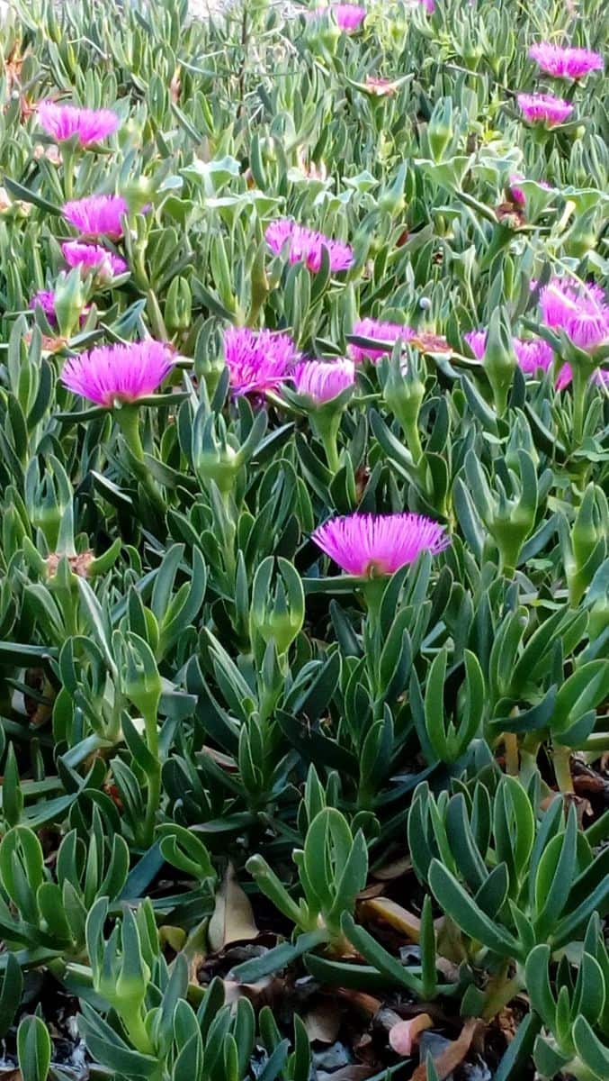 Apartamento de 2 habitaciones en Vejer de la Frontera en alquiler - 600 € (Ref: 8211198)