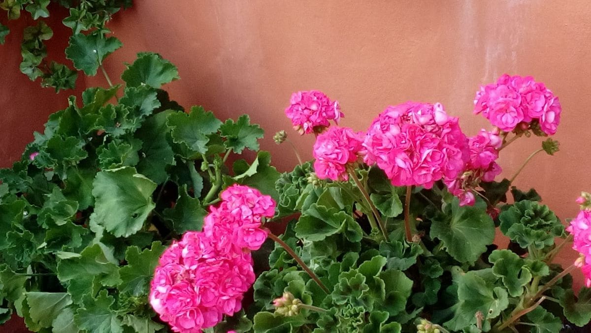 Apartamento de 2 habitaciones en Vejer de la Frontera en alquiler - 600 € (Ref: 8211198)