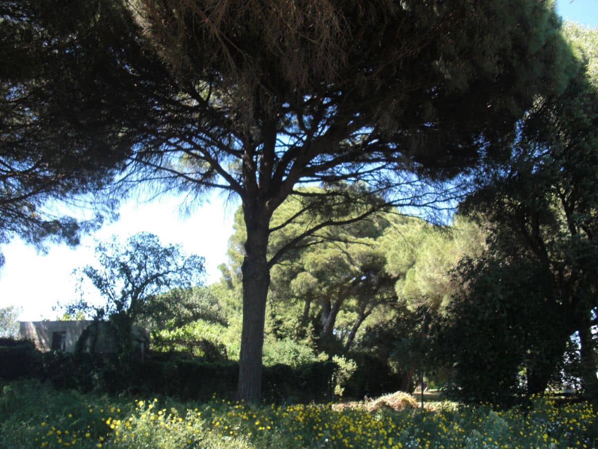 Finca/Country House for sale in Vejer de la Frontera - € 240,000 (Ref: 9502716)