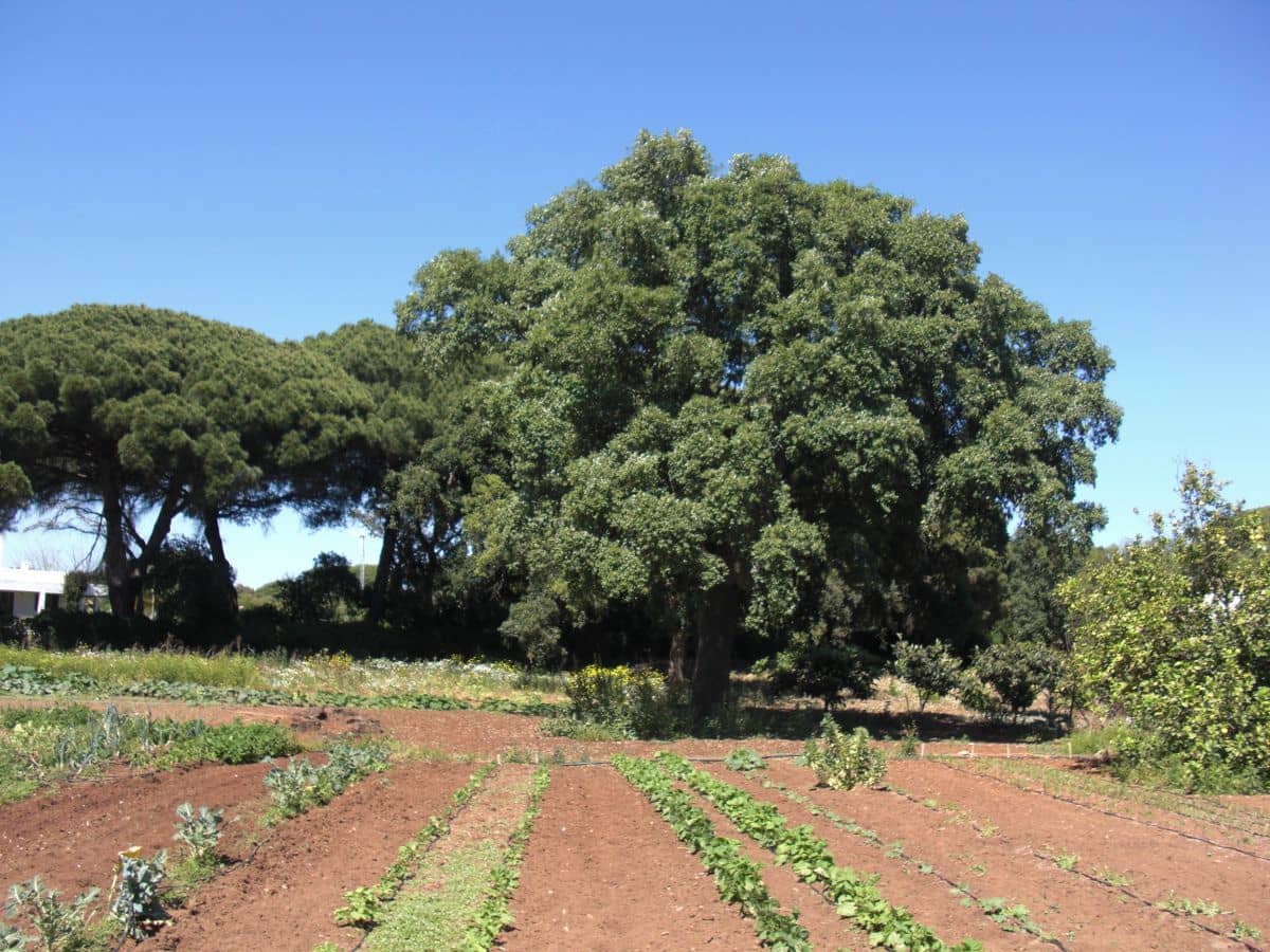 Finca/Country House for sale in Vejer de la Frontera - € 240,000 (Ref: 9502716)
