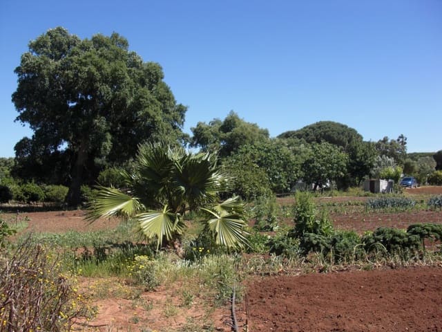 Finca/Country House for sale in Vejer de la Frontera - € 240,000 (Ref: 9502716)