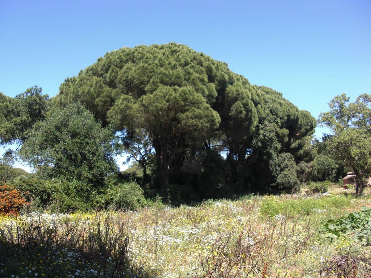 Finca/Country House for sale in Vejer de la Frontera - € 240,000 (Ref: 9502716)