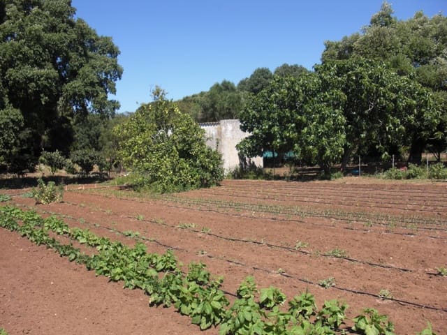 Finca/Country House for sale in Vejer de la Frontera - € 240,000 (Ref: 9502716)