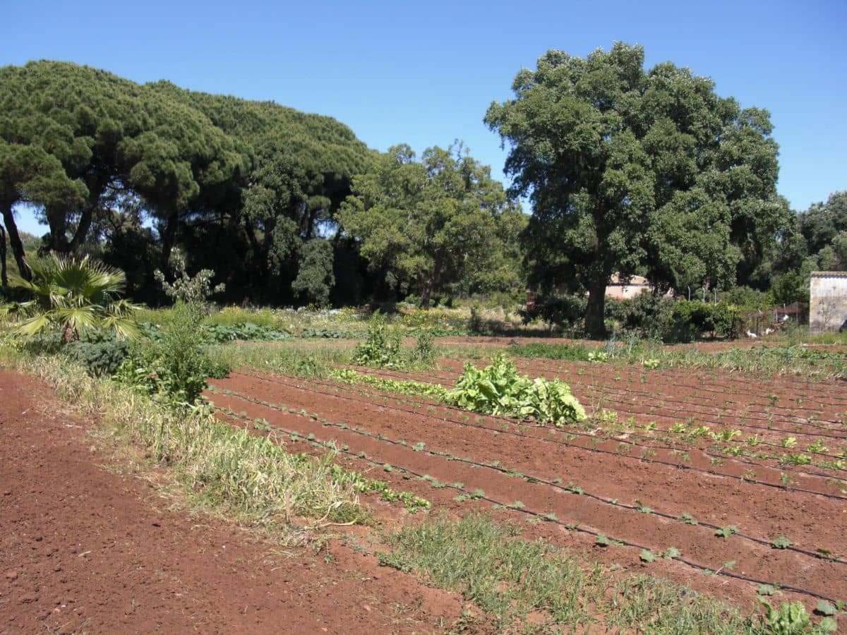 Finca/Country House for sale in Vejer de la Frontera - € 240,000 (Ref: 9502716)