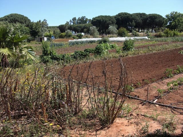 Finca/Country House for sale in Vejer de la Frontera - € 240,000 (Ref: 9502716)