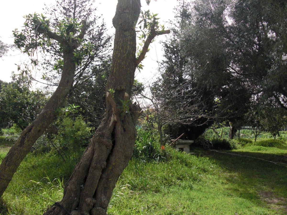 2 slaapkamer Finca/Landhuis te koop in Vejer de la Frontera - € 350.000 (Ref: 9502719)