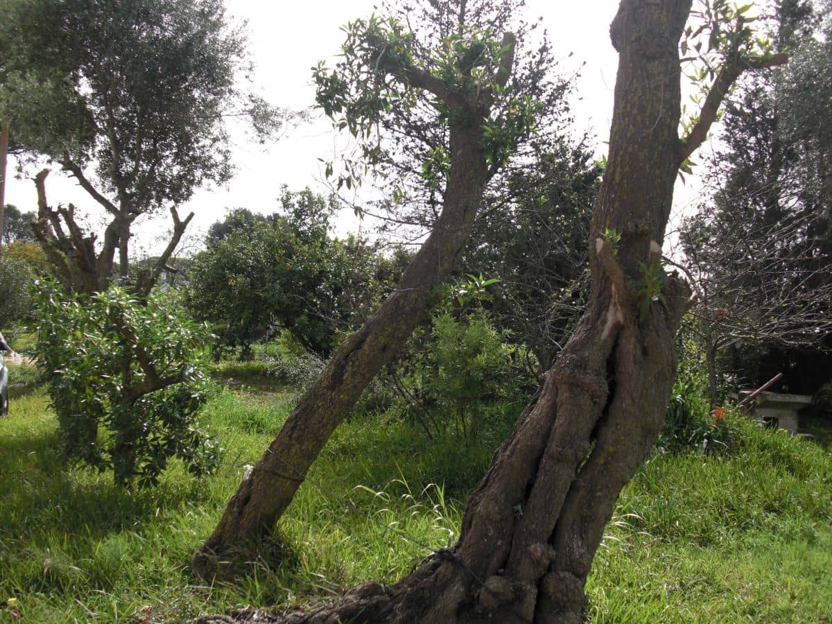 2 slaapkamer Finca/Landhuis te koop in Vejer de la Frontera - € 350.000 (Ref: 9502719)