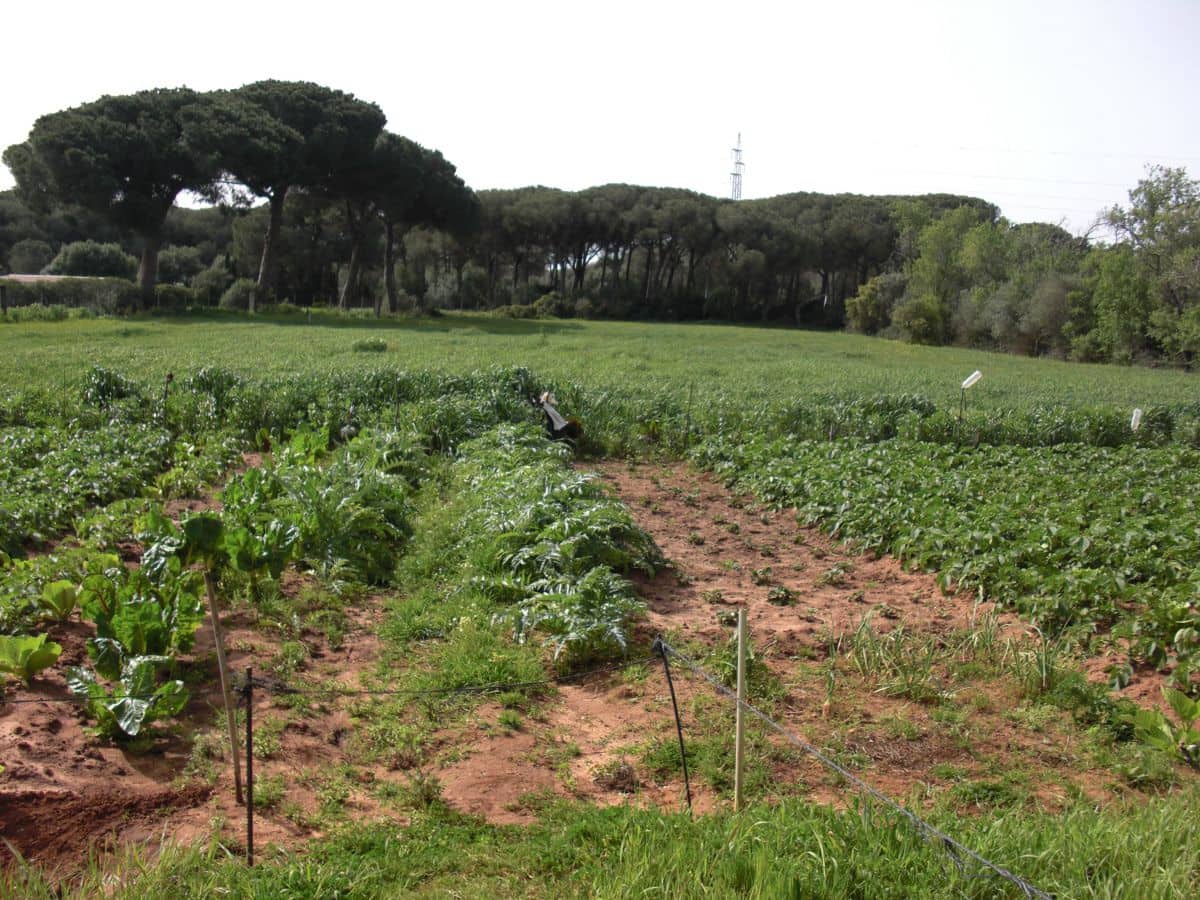 2 slaapkamer Finca/Landhuis te koop in Vejer de la Frontera - € 350.000 (Ref: 9502719)