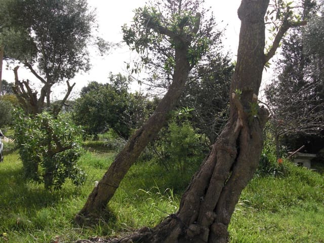 2 slaapkamer Finca/Landhuis te koop in Vejer de la Frontera - € 350.000 (Ref: 9502719)