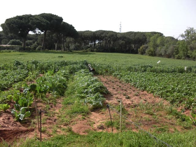 2 slaapkamer Finca/Landhuis te koop in Vejer de la Frontera - € 350.000 (Ref: 9502719)