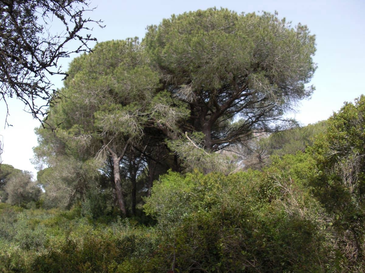 2 slaapkamer Finca/Landhuis te koop in Vejer de la Frontera - € 350.000 (Ref: 9502719)