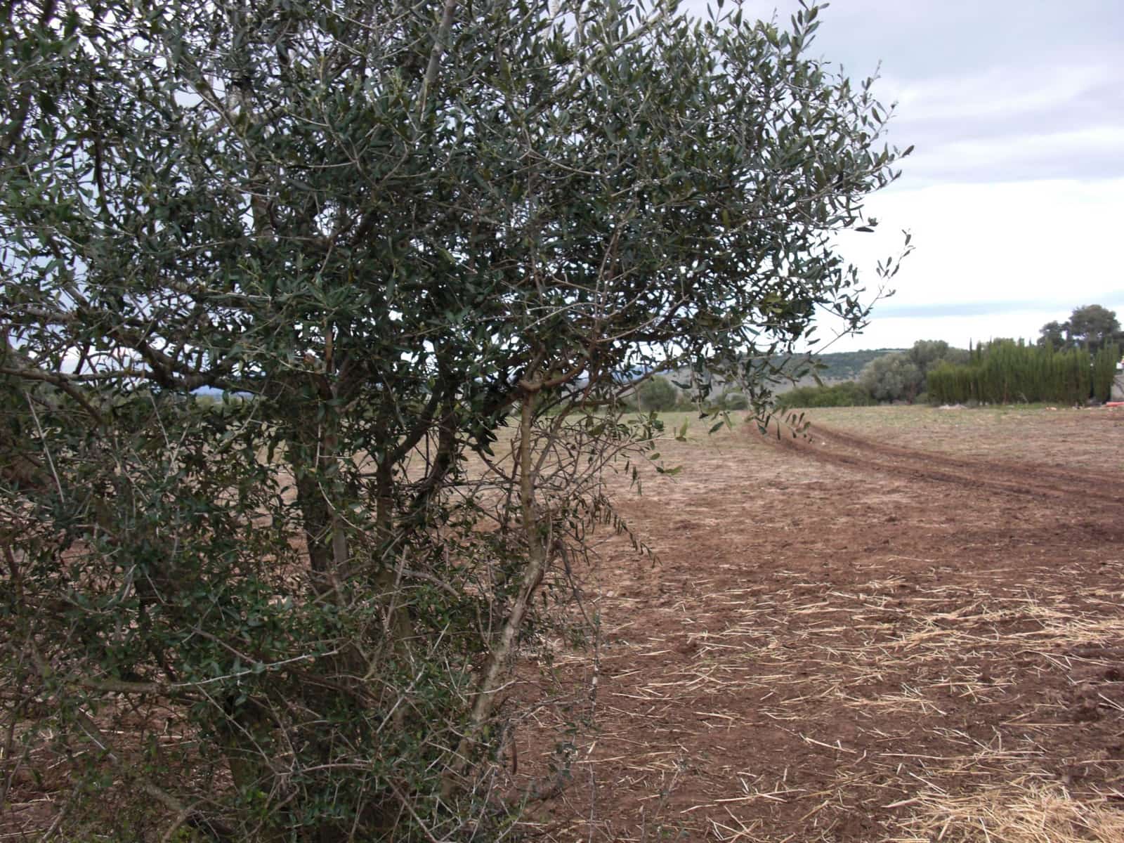 Finca/Country House for sale in Vejer de la Frontera - € 175,600 (Ref: 9502721)